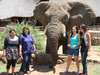 Sharlaine Assur - interacting with one of the huge elephant bulls at Pilanesberg National Park